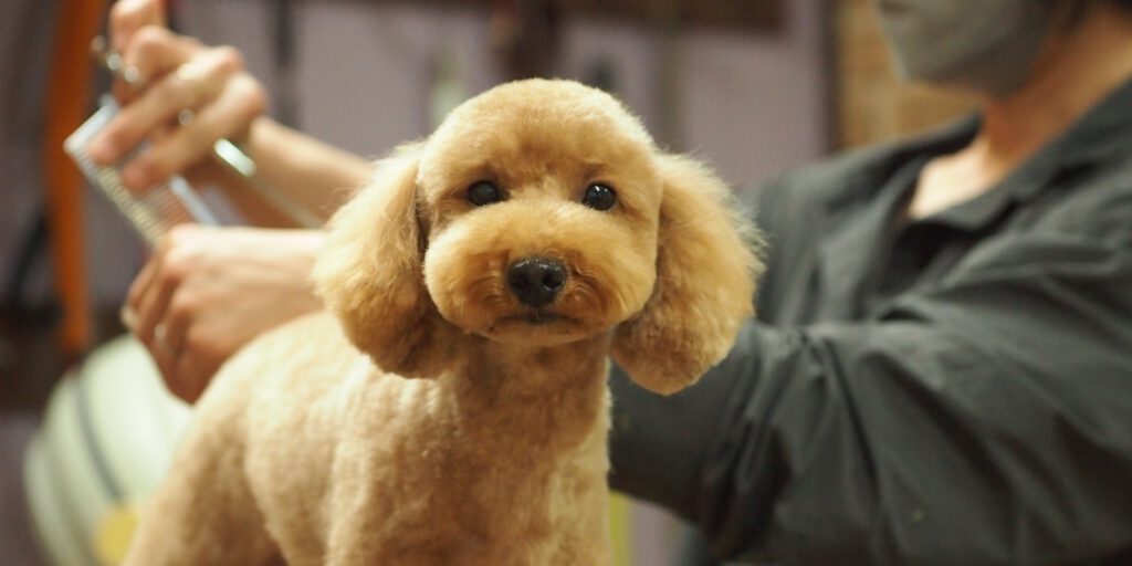 DOG SALON cutie 店内